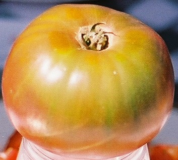 Carbon Tomato