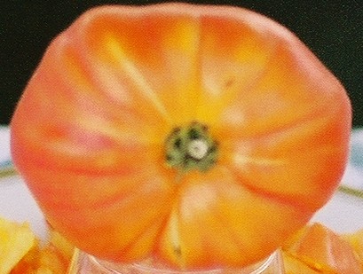 Orange Russian Tomato