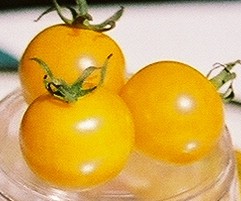 Sun Gold Tomato